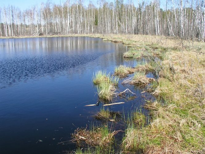 Maakond: Viljandimaa Veekogu nimi: Alatsi järv Pildistamise aeg: 12. mai 2003 Pildistaja: H. Timm Pildistamise koht: teadmata Asimuut: