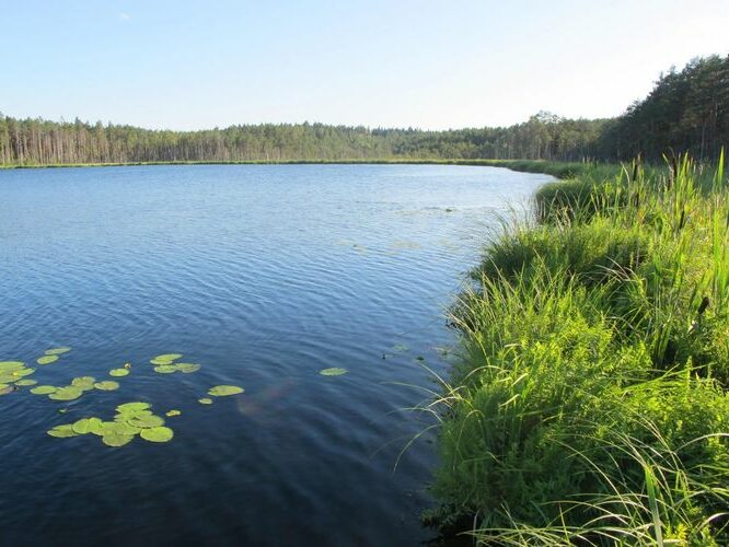 Maakond: Viljandimaa Veekogu nimi: Alatsi järv Pildistamise aeg: august 2011 Pildistaja: H. Timm Pildistamise koht: teadmata Asimuut: