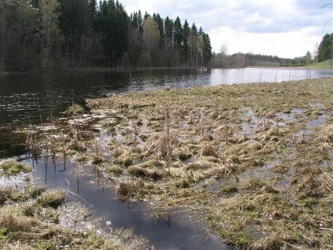 Maakond: Võrumaa Veekogu nimi: Andsu Perajärv Pildistamise aeg: 7. mai 2003 Pildistaja: H. Timm Pildistamise koht: teadmata Asimuut: