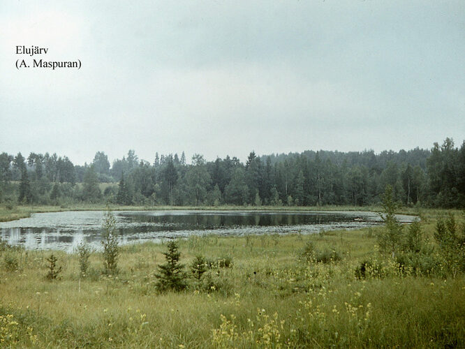 Maakond: Viljandimaa Veekogu nimi: Elujärv Pildistamise aeg: teadmata Pildistaja: A. Maspuran Pildistamise koht: teadmata Asimuut: