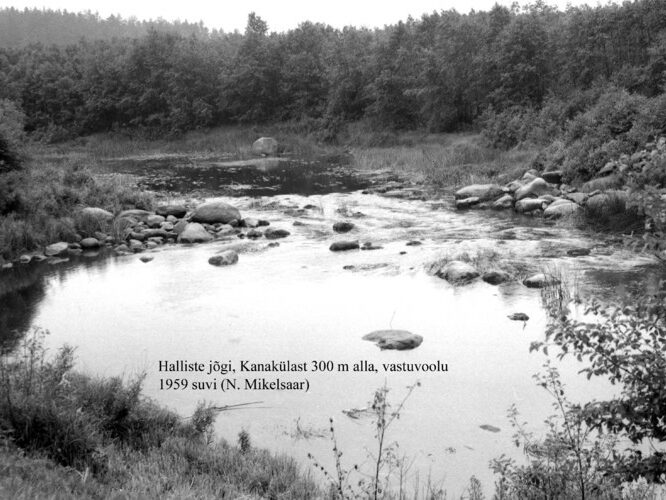 Maakond: Viljandimaa Veekogu nimi: Halliste jõgi Pildistamise aeg: 1959 Pildistaja: N. Mikelsaar Pildistamise koht: Kanak Asimuut: