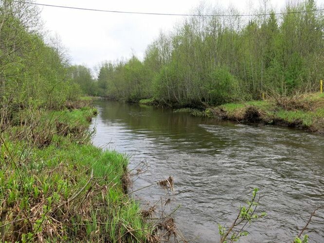 Maakond: Viljandimaa Veekogu nimi: Halliste jõgi Pildistamise aeg: 13. mai 2013 Pildistaja: H. Timm Pildistamise koht: Kariste Asimuut: