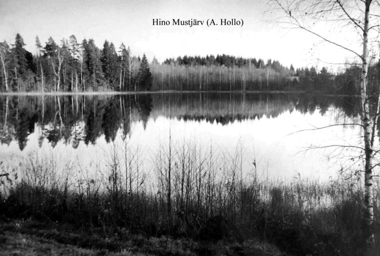 Maakond: Võrumaa Veekogu nimi: Hino Mustjärv Pildistamise aeg: teadmata Pildistaja: A. Hollo (Eesti Looduse arhiiv) Pildistamise koht: teadmata Asimuut: