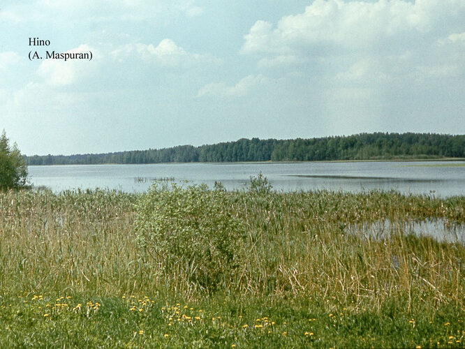 Maakond: Võrumaa Veekogu nimi: Hino järv Pildistamise aeg: teadmata Pildistaja: A. Maspuran Pildistamise koht: teadmata Asimuut: