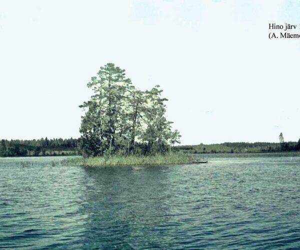 Maakond: Võrumaa Veekogu nimi: Hino järv Pildistamise aeg: 1968 Pildistaja: A. Mäemets Pildistamise koht: teadmata Asimuut: