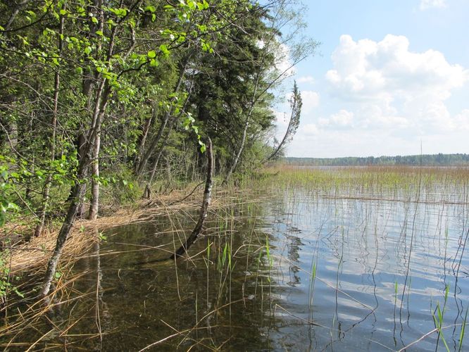 Maakond: Võrumaa Veekogu nimi: Hino järv Pildistamise aeg: 17. mai 2010 Pildistaja: H. Timm Pildistamise koht: teadmata Asimuut: