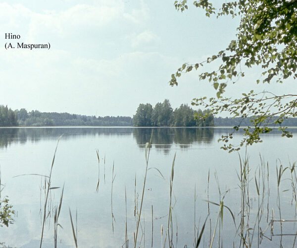 Maakond: Võrumaa Veekogu nimi: Hino järv Pildistamise aeg: teadmata Pildistaja: A. Maspuran Pildistamise koht: teadmata Asimuut: