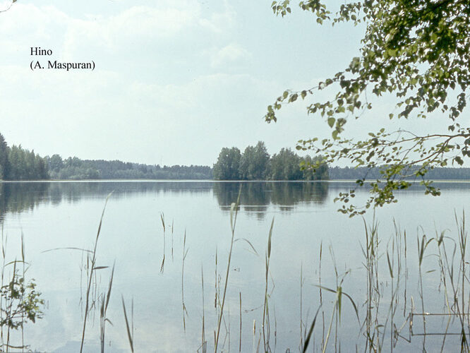 Maakond: Võrumaa Veekogu nimi: Hino järv Pildistamise aeg: teadmata Pildistaja: A. Maspuran Pildistamise koht: teadmata Asimuut: