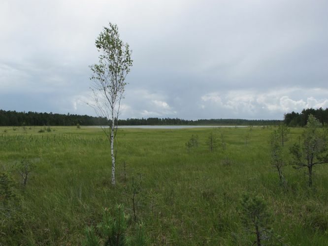 Maakond: Viljandimaa Veekogu nimi: Ikepera järv Pildistamise aeg: 18. juuli 2012 Pildistaja: H. Timm Pildistamise koht: teadmata Asimuut: