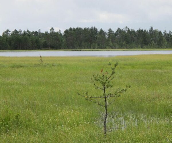Maakond: Viljandimaa Veekogu nimi: Ikepera järv Pildistamise aeg: 18. juuli 2012 Pildistaja: H. Timm Pildistamise koht: teadmata Asimuut: