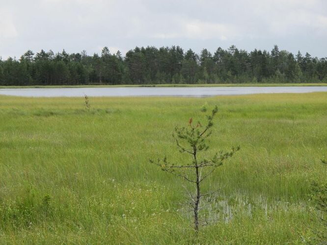 Maakond: Viljandimaa Veekogu nimi: Ikepera järv Pildistamise aeg: 18. juuli 2012 Pildistaja: H. Timm Pildistamise koht: teadmata Asimuut: