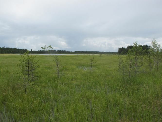 Maakond: Viljandimaa Veekogu nimi: Ikepera järv Pildistamise aeg: 18. juuli 2012 Pildistaja: H. Timm Pildistamise koht: teadmata Asimuut: