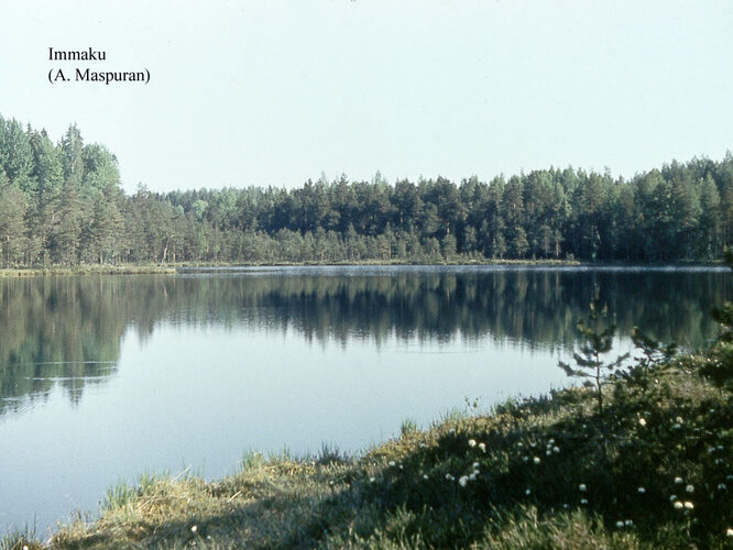 Maakond: Võrumaa Veekogu nimi: Immaku järv Pildistamise aeg: teadmata Pildistaja: A. Maspuran Pildistamise koht: teadmata Asimuut: