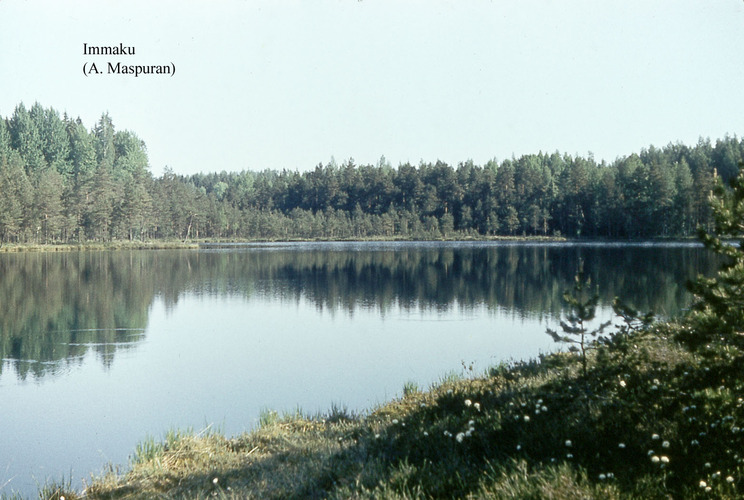 Maakond: Võrumaa Veekogu nimi: Immaku järv Pildistamise aeg: teadmata Pildistaja: A. Maspuran Pildistamise koht: teadmata Asimuut: