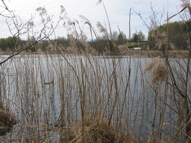 Maakond: Võrumaa Veekogu nimi: Kasaritsa Vähkjärv Pildistamise aeg: 3. mai 2012 Pildistaja: H. Timm Pildistamise koht: teadmata Asimuut: