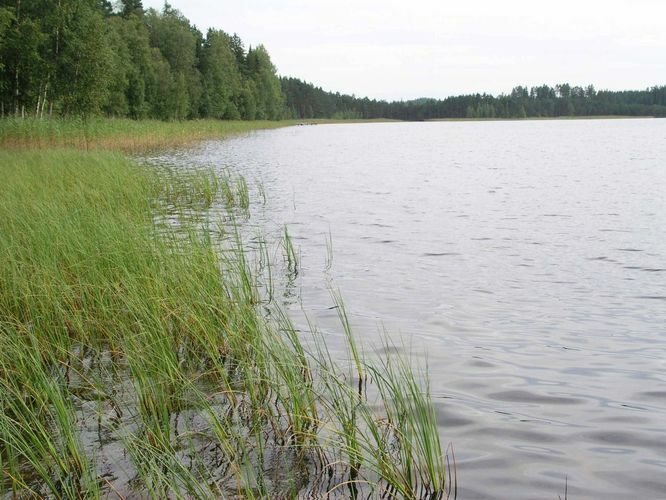 Maakond: Võrumaa Veekogu nimi: Kirikumäe järv Pildistamise aeg: 22. august 2004 Pildistaja: H. Timm Pildistamise koht: teadmata Asimuut: