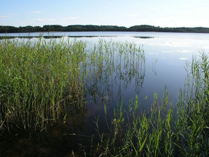 Maakond: Võrumaa Veekogu nimi: Kirikumäe järv Pildistamise aeg: august 2009 Pildistaja: H. Timm Pildistamise koht: teadmata Asimuut: