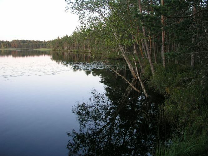 Maakond: Võrumaa Veekogu nimi: Kirikumäe järv Pildistamise aeg: august 2009 Pildistaja: H. Timm Pildistamise koht: teadmata Asimuut: