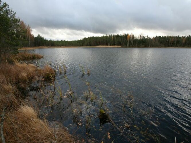 Maakond: Võrumaa Veekogu nimi: Kisejärv Pildistamise aeg: 20. oktoober 2008 Pildistaja: H. Timm Pildistamise koht: teadmata Asimuut: