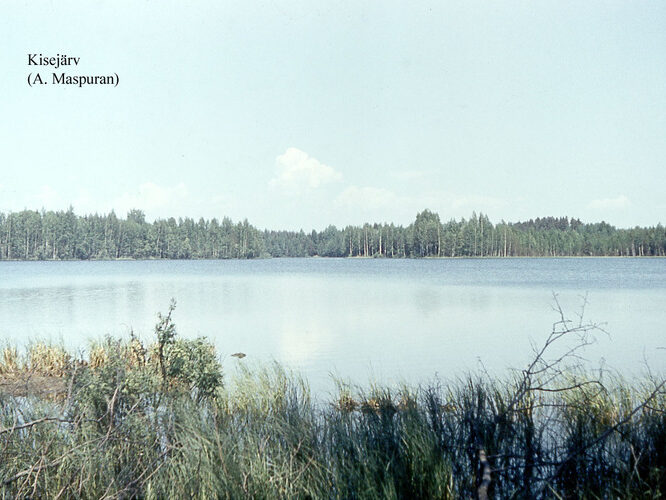 Maakond: Võrumaa Veekogu nimi: Kisejärv Pildistamise aeg: teadmata Pildistaja: A. Maspuran Pildistamise koht: teadmata Asimuut: