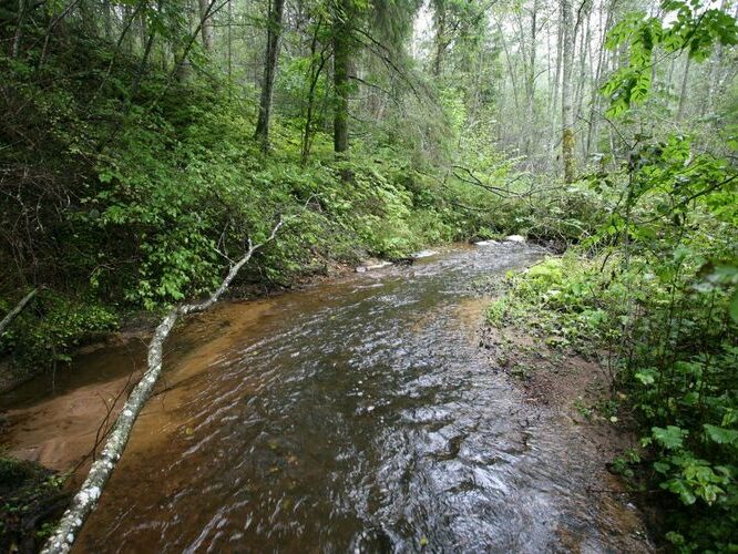 Maakond: Võrumaa Veekogu nimi: Koigu oja lisaoja Pildistamise aeg: 4. september 2008 Pildistaja: H. Timm Pildistamise koht: allpool Põrgulätet Asimuut: