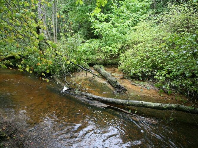 Maakond: Võrumaa Veekogu nimi: Koigu oja lisaoja Pildistamise aeg: 4. september 2008 Pildistaja: H. Timm Pildistamise koht: Põrgulätte ühinemine Asimuut: