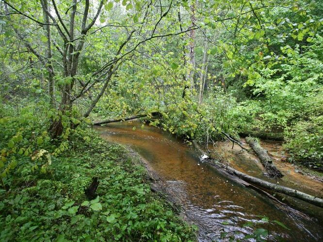 Maakond: Võrumaa Veekogu nimi: Koigu oja lisaoja Pildistamise aeg: 4. september 2008 Pildistaja: H. Timm Pildistamise koht: Põrgulätte ühinemine Asimuut: