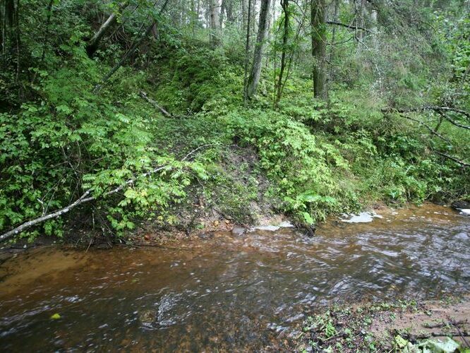 Maakond: Võrumaa Veekogu nimi: Koigu oja lisaoja Pildistamise aeg: 4. september 2008 Pildistaja: H. Timm Pildistamise koht: allpool Põrgulätet Asimuut: