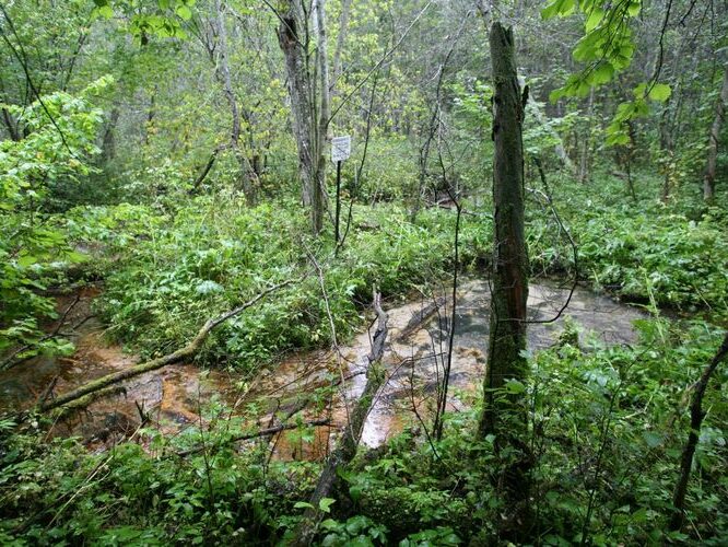 Maakond: Võrumaa Veekogu nimi: Koigu oja lisaoja Pildistamise aeg: 4. september 2008 Pildistaja: H. Timm Pildistamise koht: Põrguläte Asimuut: