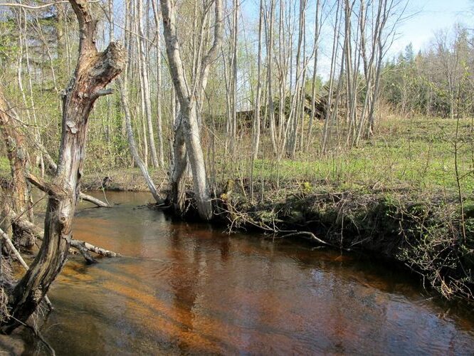 Maakond: Võrumaa Veekogu nimi: Kolga oja Pildistamise aeg: 28. aprill 2012 Pildistaja: H. Timm Pildistamise koht: Harjuküla Asimuut: