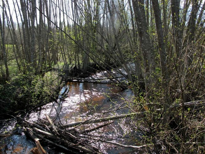 Maakond: Võrumaa Veekogu nimi: Kolga oja Pildistamise aeg: 28. aprill 2012 Pildistaja: H. Timm Pildistamise koht: Harjuküla Asimuut: