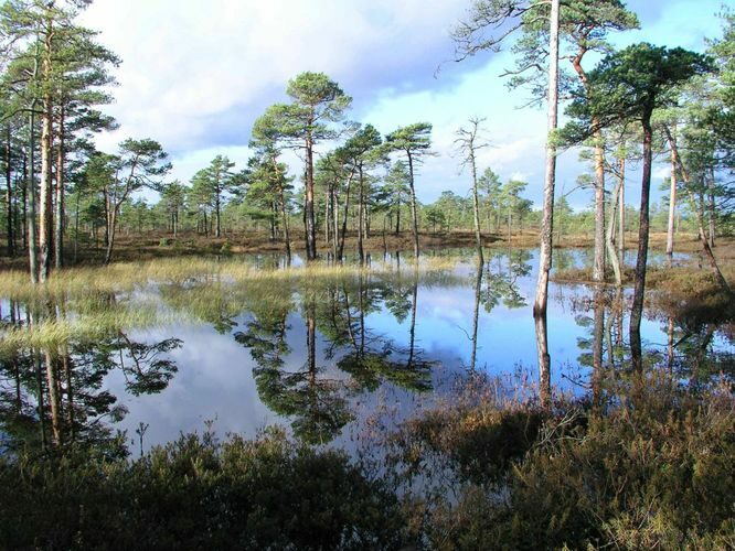 Maakond: Viljandimaa Veekogu nimi: Kuresoo laugas Pildistamise aeg: 24. oktoober 2004 Pildistaja: H. Timm Pildistamise koht: teadmata Asimuut: