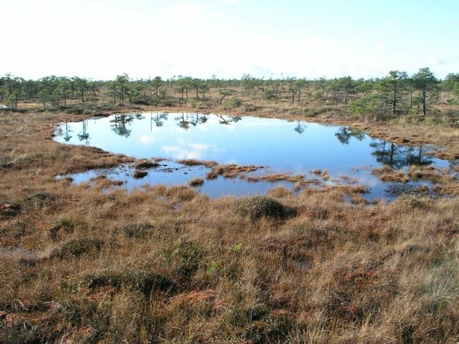 Maakond: Viljandimaa Veekogu nimi: Kuresoo laugas Pildistamise aeg: 24. oktoober 2004 Pildistaja: H. Timm Pildistamise koht: teadmata Asimuut: