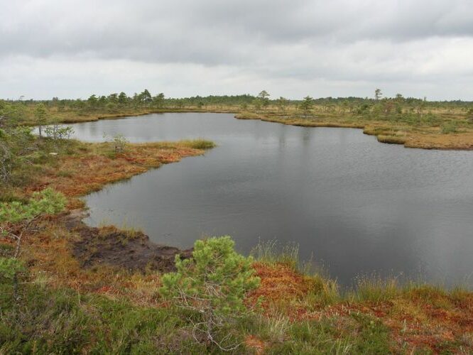 Maakond: Viljandimaa Veekogu nimi: Kuresoo laukad Pildistamise aeg: august 2007 Pildistaja: H. Timm Pildistamise koht: Hüpassaare Asimuut: