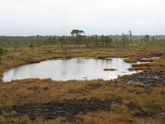 Maakond: Viljandimaa Veekogu nimi: Kuresoo laukad Pildistamise aeg: august 2007 Pildistaja: H. Timm Pildistamise koht: Hüpassaare Asimuut: