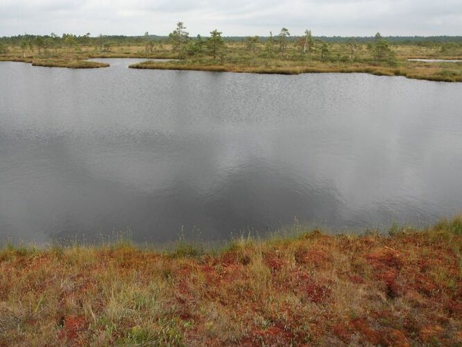 Maakond: Viljandimaa Veekogu nimi: Kuresoo laukad Pildistamise aeg: august 2007 Pildistaja: H. Timm Pildistamise koht: Hüpassaare Asimuut: