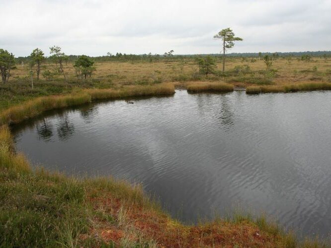 Maakond: Viljandimaa Veekogu nimi: Kuresoo laukad Pildistamise aeg: august 2007 Pildistaja: H. Timm Pildistamise koht: Hüpassaare Asimuut: