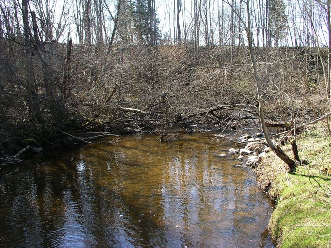 Maakond: Viljandimaa Veekogu nimi: Kurika oja Pildistamise aeg: 25. aprill 2009 Pildistaja: H. Timm Pildistamise koht: teadmata Asimuut: