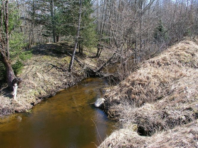 Maakond: Viljandimaa Veekogu nimi: Kurika oja Pildistamise aeg: 25. aprill 2009 Pildistaja: H. Timm Pildistamise koht: teadmata Asimuut: