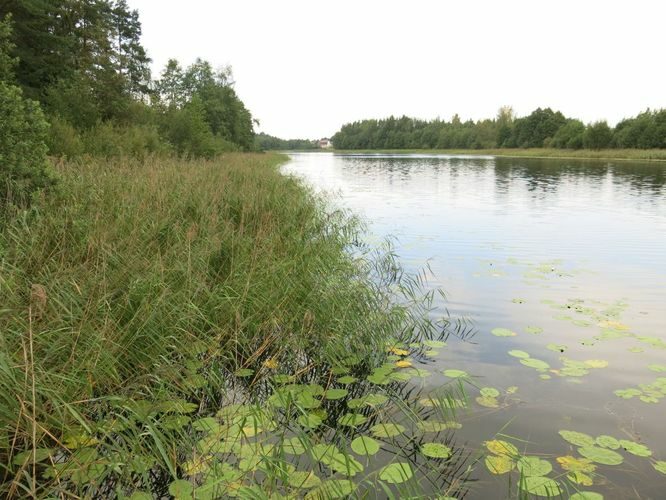 Maakond: Võrumaa Veekogu nimi: Lasva Kalijärv Pildistamise aeg: 15. august 2014 Pildistaja: H. Timm Pildistamise koht: teadmata Asimuut: