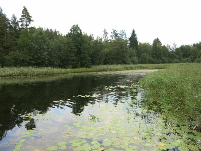 Maakond: Võrumaa Veekogu nimi: Lasva Kalijärv Pildistamise aeg: 15. august 2014 Pildistaja: H. Timm Pildistamise koht: teadmata Asimuut: