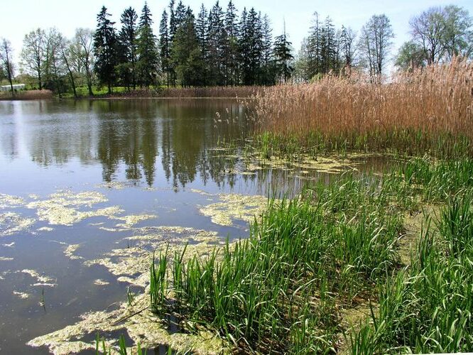 Maakond: Võrumaa Veekogu nimi: Lasva järv Pildistamise aeg: 21. mai 2007 Pildistaja: H. Timm Pildistamise koht: teadmata Asimuut: