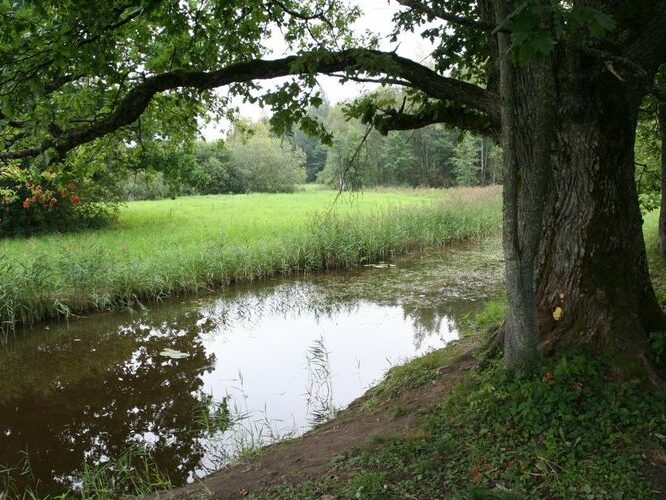 Maakond: Viljandimaa Veekogu nimi: Lemmjõgi Pildistamise aeg: 23. august 2007 Pildistaja: H. Timm Pildistamise koht: Mulgi Asimuut: