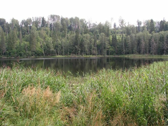 Maakond: Võrumaa Veekogu nimi: Liivakraavi järv Pildistamise aeg: august 2004 Pildistaja: H. Timm Pildistamise koht: teadmata Asimuut: