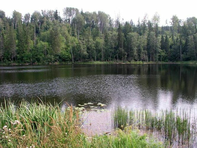 Maakond: Võrumaa Veekogu nimi: Liivakraavi järv Pildistamise aeg: august 2004 Pildistaja: H. Timm Pildistamise koht: teadmata Asimuut: