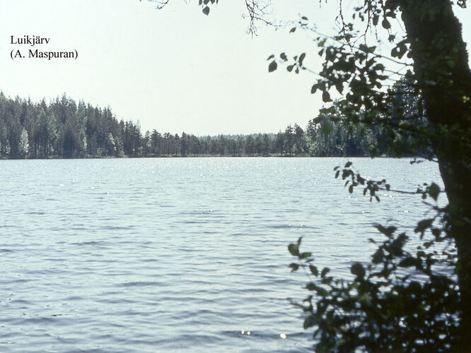 Maakond: Võrumaa Veekogu nimi: Luikjärv Pildistamise aeg: teadmata Pildistaja: A. Maspuran Pildistamise koht: teadmata Asimuut: