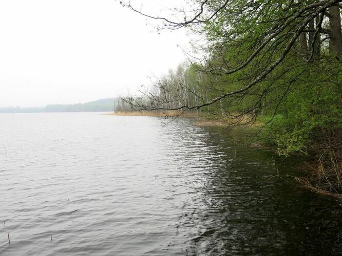 Maakond: Viljandimaa Veekogu nimi: Mäeküla järv Pildistamise aeg: 13. mai 2013 Pildistaja: H. Timm Pildistamise koht: teadmata Asimuut: