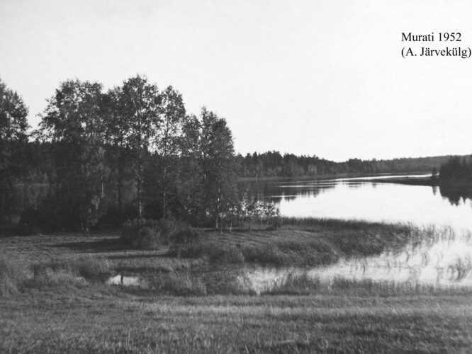 Maakond: Võrumaa Veekogu nimi: Murati järv Pildistamise aeg: 1952 Pildistaja: A. Järvekülg Pildistamise koht: teadmata Asimuut: