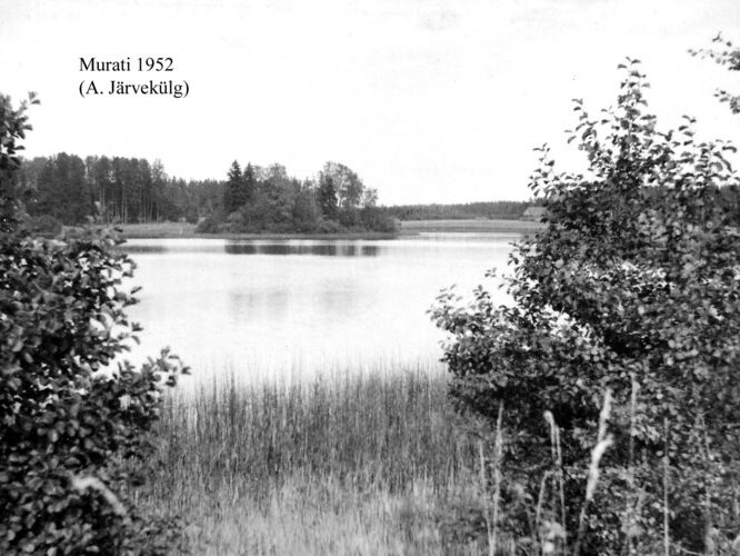 Maakond: Võrumaa Veekogu nimi: Murati järv Pildistamise aeg: 1952 Pildistaja: A. Järvekülg Pildistamise koht: teadmata Asimuut: