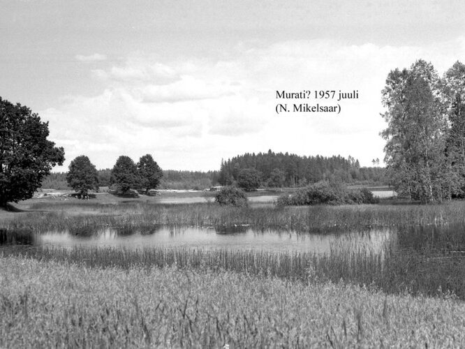 Maakond: Võrumaa Veekogu nimi: Murati järv Pildistamise aeg: juuli 1957 Pildistaja: N. Mikelsaar Pildistamise koht: teadmata Asimuut: